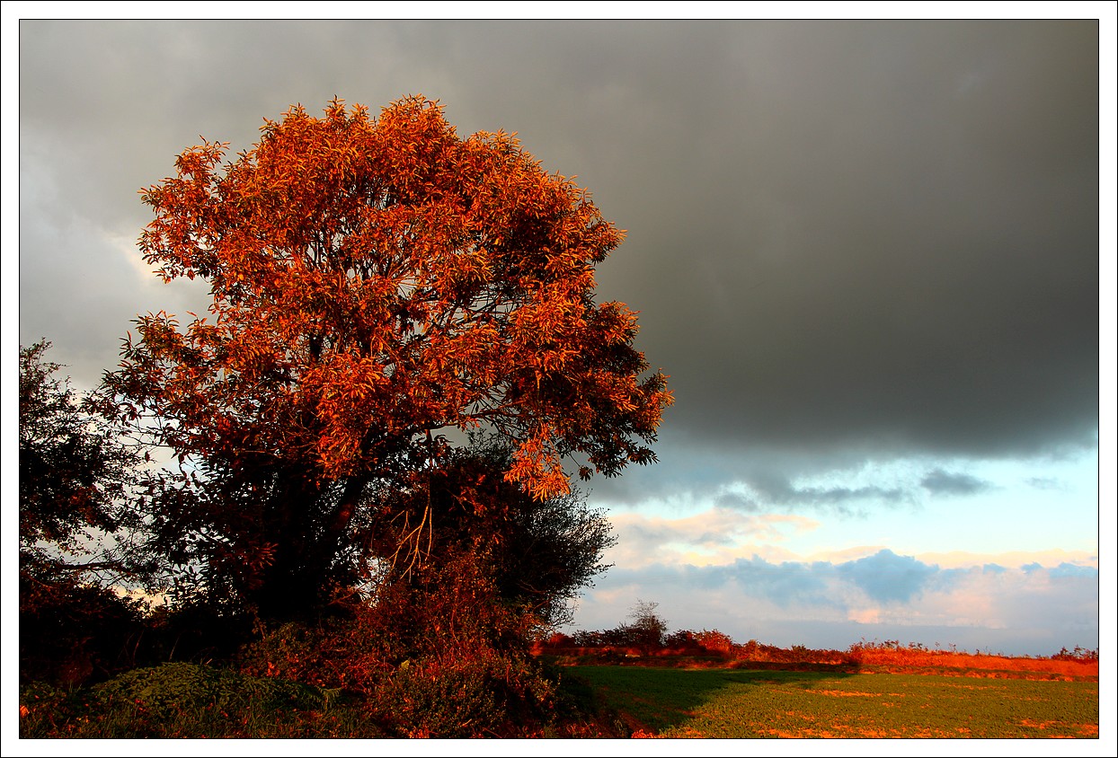 Couleurs sous le soleil couchant...