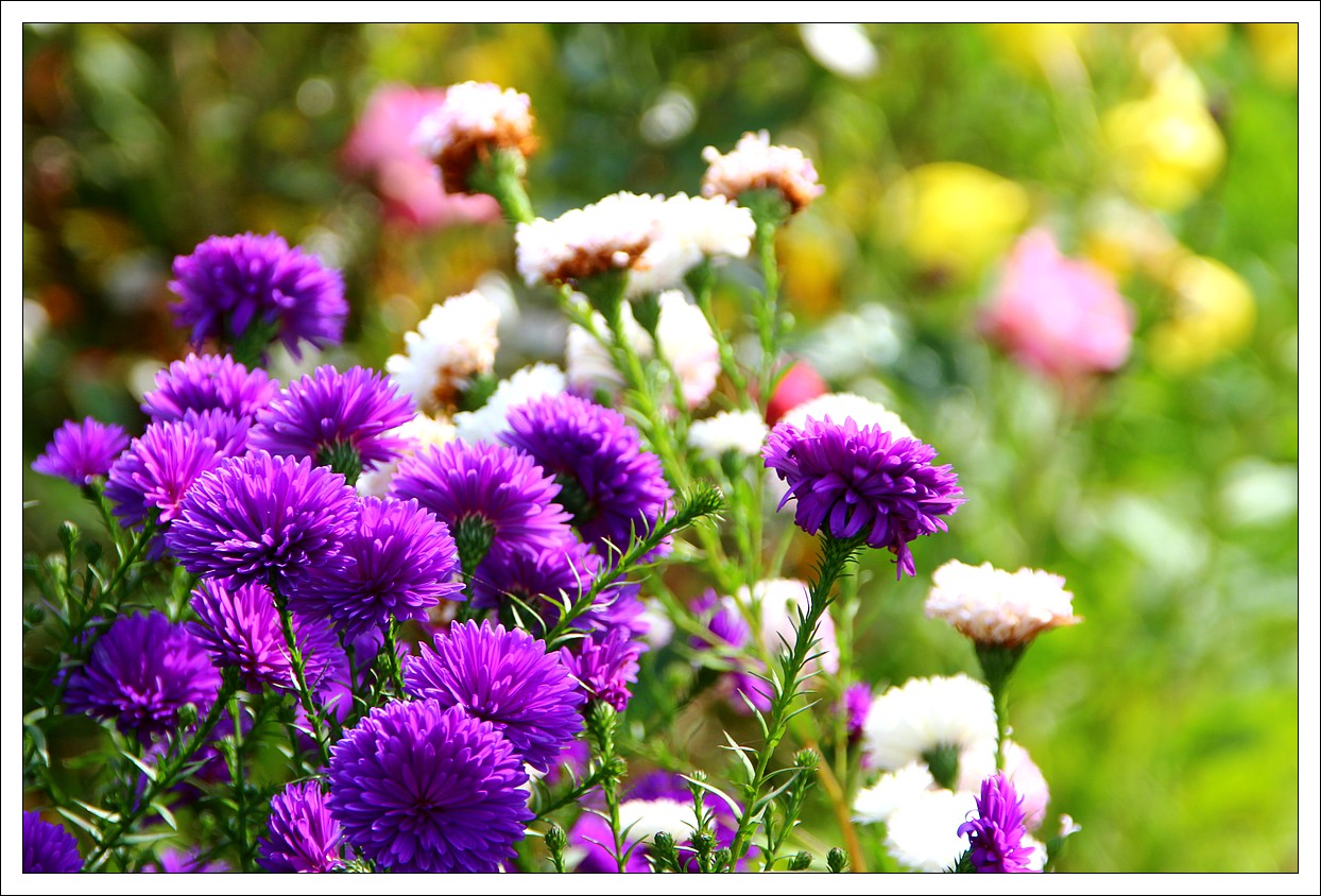 Fleurs...
