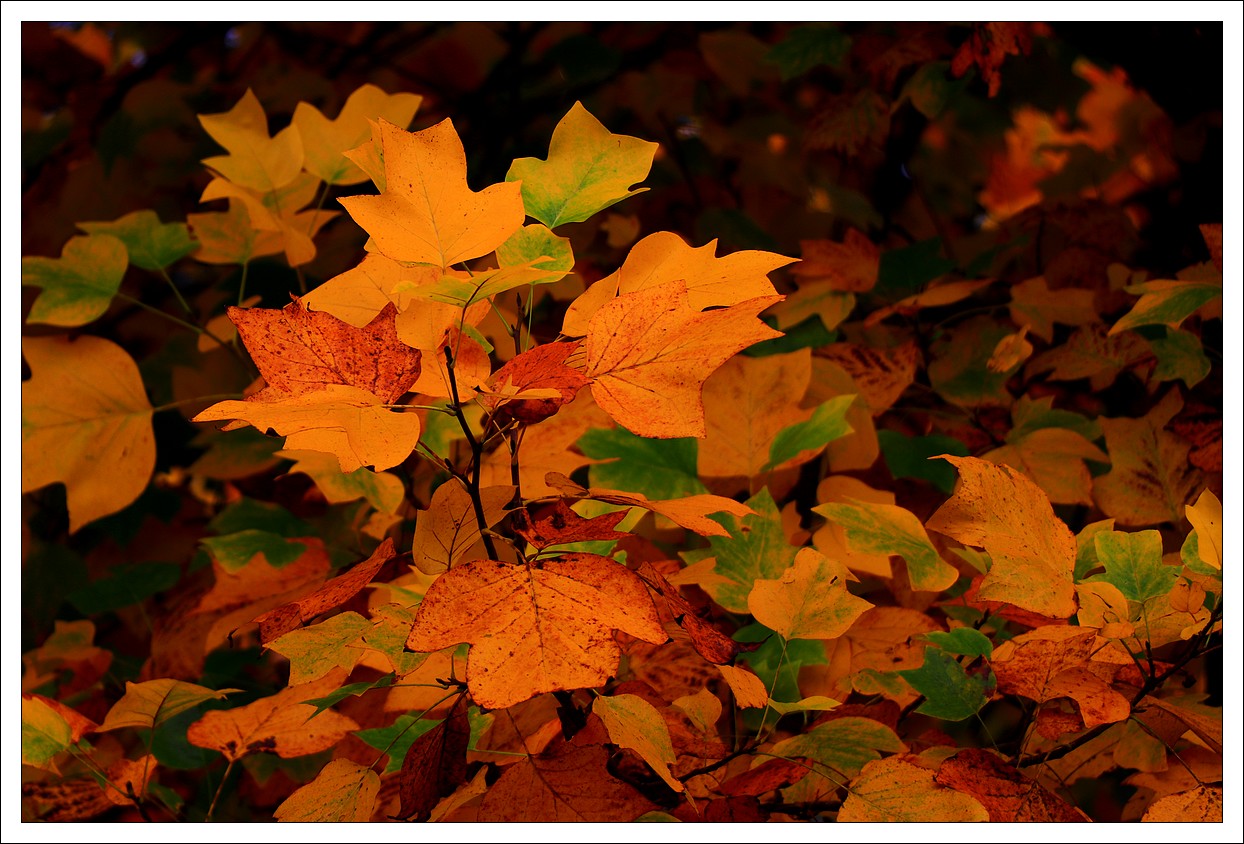 Automne