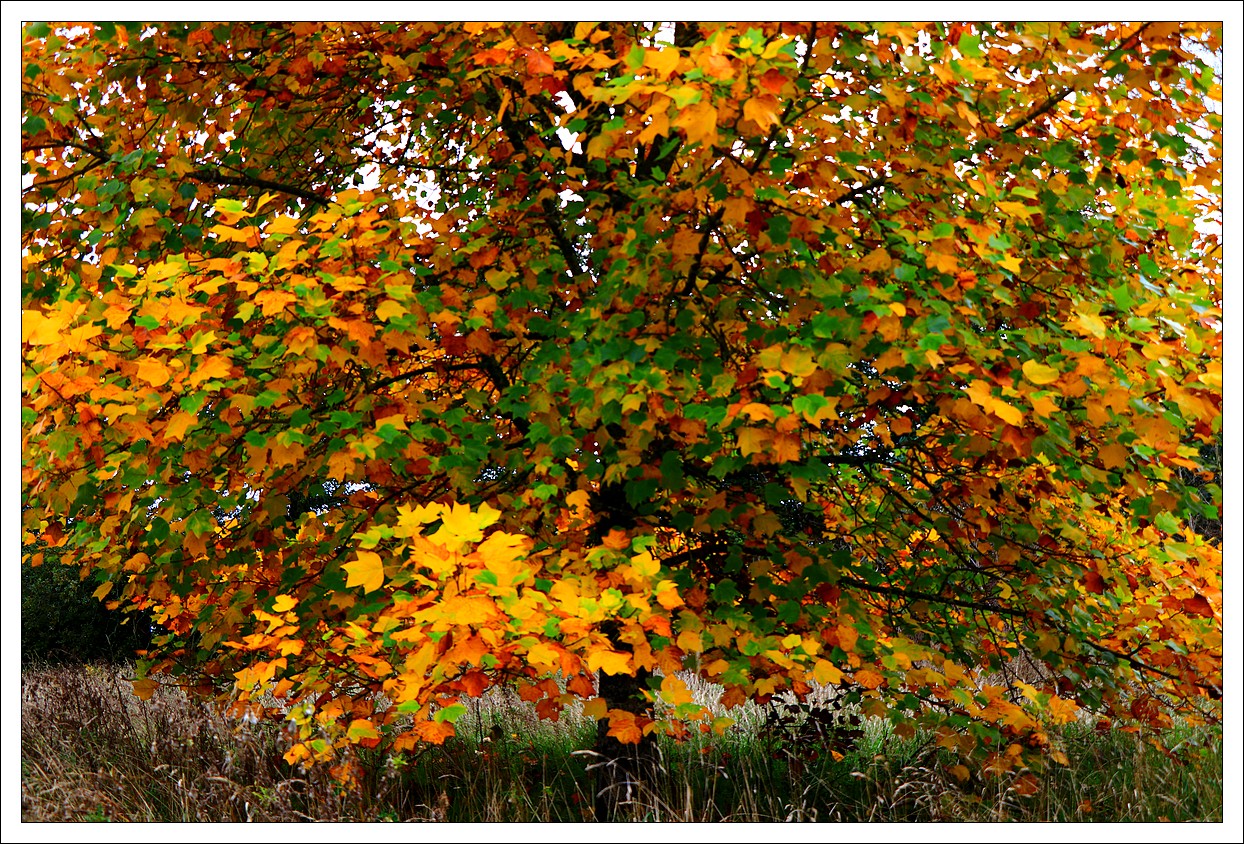 Automne