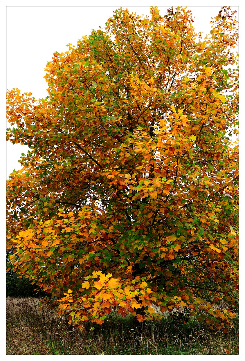 Automne